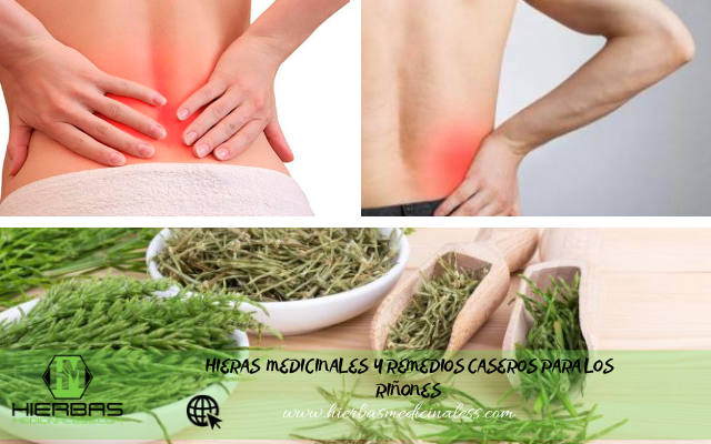 hierbas para los riñones inflamados